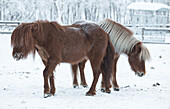 Winterszene mit zwei Pferden im Schnee in Schwedisch-Lappland