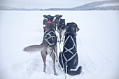 Musher POV looking at sled dogs sitting. Winter scene in Swedish Lapland