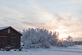 Sonnenaufgang über Bäumen. Winterszene in Schwedisch Lappland