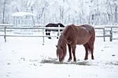 Pferd draußen im Schnee. Winterszene in Schwedisch Lappland