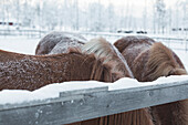Neck of three horses. Winter scene in Swedish Lapland