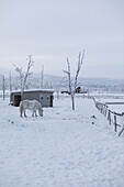 White horse among snowy scene. Winter scene in Swedish Lapland