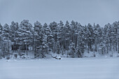 Dark moody Winter scene in Swedish Lapland