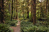 Wanderer mit Blick auf einen Pfad im Hoh Rain Forest National Park auf der Olympic-Halbinsel im US-Bundesstaat Washington