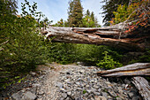 Wanderer betrachten felsigen Pfad unter umgestürzten Baum im Hoh Rain Forest National Park auf der Olympic-Halbinsel im US-Bundesstaat Washington