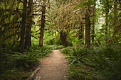 Wanderer auf einem Pfad im Hoh Rain Forest National Park auf der Olympic-Halbinsel im US-Bundesstaat Washington