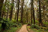 Wanderer auf einem Pfad im Hoh Rain Forest National Park auf der Olympic-Halbinsel im US-Bundesstaat Washington