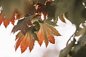 Colorful leaves and trees during Autumn season