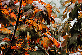 Colorful leaves and trees during Autumn season