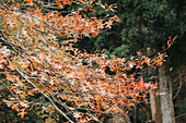 Bunte Blätter und Bäume während der Herbstsaison