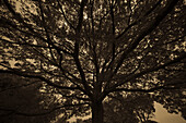 Low angle silhouette shot of moody tree