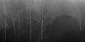 Black and white abstract shot of trees on foggy day.