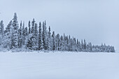 Overcast Winter scene in Swedish Lapland