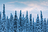 Low angle shot of Fir Trees Standing at attention with sunrise sky in the background covered in snow