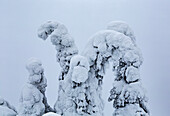 Nahaufnahme einer Baumfamilie, die Wächter von Lappland ineinander verschlungen sind. Kuusamo, Finnisch-Lappland, Finnland