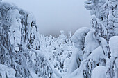 Unberührter schneebedeckter Baum. Wächter von Lappland. Finnisches Lappland
