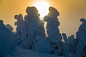 Sonnenaufgang über schneebedeckten Bäumen in Ruka. Finnisches Lappland