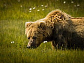 Blonde mom, Coastal Brown Bear (Ursus arctos horribilis) in sedge meadow at Hallo Bay, Katmai National Park and Preserve, Alaska