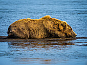 Warten auf die Lachswanderung, Grizzlybär (Ursus arctos horribilis) kühlt sich im Hallo Creek ab, Katmai National Park and Preserve, Alaska