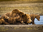 Mom with four cubs, Coastal Brown Bears (Ursus arctos horribilis) resting along Hallo Creek, Katmai National Park and Preserve, Alaska