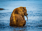 Mutter mit Fisch, Grizzlybär (Ursus arctos horribilis) am Hallo Creek, Katmai National Park and Preserve, Alaska