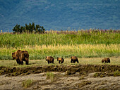 Mutter mit vier Jungtieren, Grizzlybären (Ursus arctos horribilis) beim Spaziergang entlang des Hallo Creek, Katmai National Park and Preserve, Alaska