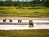 Braunbärenmutter mit drei Jungtieren, Grizzlybären (Ursus arctos horribilis) auf der Jagd nach Lachsen im Hallo Creek, Katmai National Park and Preserve, Alaska