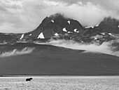 Schwarz-Weiß, Grizzlybär (Ursus arctos horribilis) auf der Jagd nach Lachsen bei Ebbe in der Hallo Bay, Katmai National Park and Preserve, Alaska