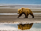 Coastal Brown Bear (Ursus arctos horribilis) walking the mudflats at low tide in Hallo Bay, Katmai National Park and Preserve, Alaska