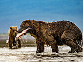 Grizzlybären (Ursus arctos horribilis) beim Lachsfang in einem Gezeitentümpel, Wattenmeer bei Ebbe in Hallo Bay, Katmai National Park and Preserve, Alaska