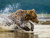Coastal Brown Bear (Ursus arctos horribilis) fishing for salmon in tidal pool, mudflats at low tide in Hallo Bay, Katmai National Park and Preserve, Alaska