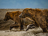 Coastal Brown Bears (Ursus arctos horribilis) fishing for salmon in tidal pool, mudflats at low tide in Hallo Bay, Katmai National Park and Preserve, Alaska