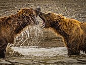 Coastal Brown Bears (Ursus arctos horribilis) spar while fishing for salmon in tidal pool, mudflats at low tide in Hallo Bay, Katmai National Park and Preserve, Alaska