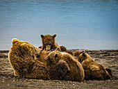 Mom with four cubs nursing, Coastal Brown Bears (Ursus arctos horribilis) along Hallo Creek, Katmai National Park and Preserve, Alaska