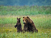 Mutter mit stehendem Jungtier, Grizzlybären (Ursus arctos horribilis) in Hallo Bay, Katmai National Park and Preserve, Alaska