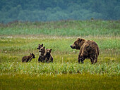 Mom with four cubs nursing, Coastal Brown Bears (Ursus arctos horribilis) along Hallo Creek, Katmai National Park and Preserve, Alaska, Coastal Brown Bears (Ursus arctos horribilis) at Hallo Bay, Katmai National Park and Preserve, Alaska