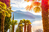Palm Trees and Lake Lugano with Blue Sky and Mountain in a Sunny Day in Morcote, Ticino in Switzerland.