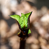 Spring awakening of a hydrangea, close-up, Bad Honnef, NRW, Germany