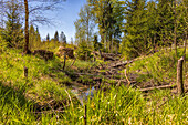 Stream in the Bavarian Forest National Park in summer.