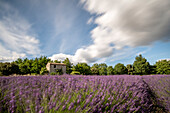 Lavendelfelder in voller Blüte in der Hochebene von Valensole mit traditionellem, typischen Steinhaus, Provence, Frankreich
