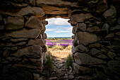 Blick aus traditionellen, typischen Steingebäuden auf Lavendelfelder in der Hochebene von Valensole, Provence, Frankreich