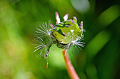 Pusteblume mit wenigen Samen, reifer Gewöhnlicher Löwenzahn, Blick in den Blütenkelch, Taraxacum sect. Ruderalia