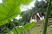 Ruinen von Palenque, Chiapas, Mexiko