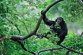 Östlicher Schimpanse (Pan troglodytes schweinfurthii) frisst Blätter, Gombe Nationalpark, Tansania, Afrika