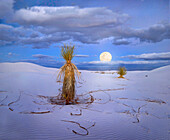 Agave (Agave sp) und Mond, White Sands National Monument, New Mexico, Nordamerika, Amerika, USA
