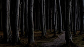 Small path in the dark coastal forest, Ghost Forest, Nienhagen, Mecklenburg Western Pomerania, Germany