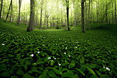 Wild garlic forest near Reichenbach in Hesse, Germany