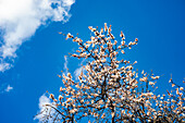 Blühender Pflaumenbaum im Frühling, im Hintergrund blauer Himmel
