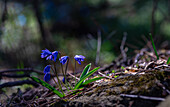 First spring blue Scilla siberica  flowers in a wild forest