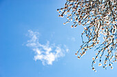 Blühender Pflaumenbaum im Frühling, im Hintergrund blauer Himmel